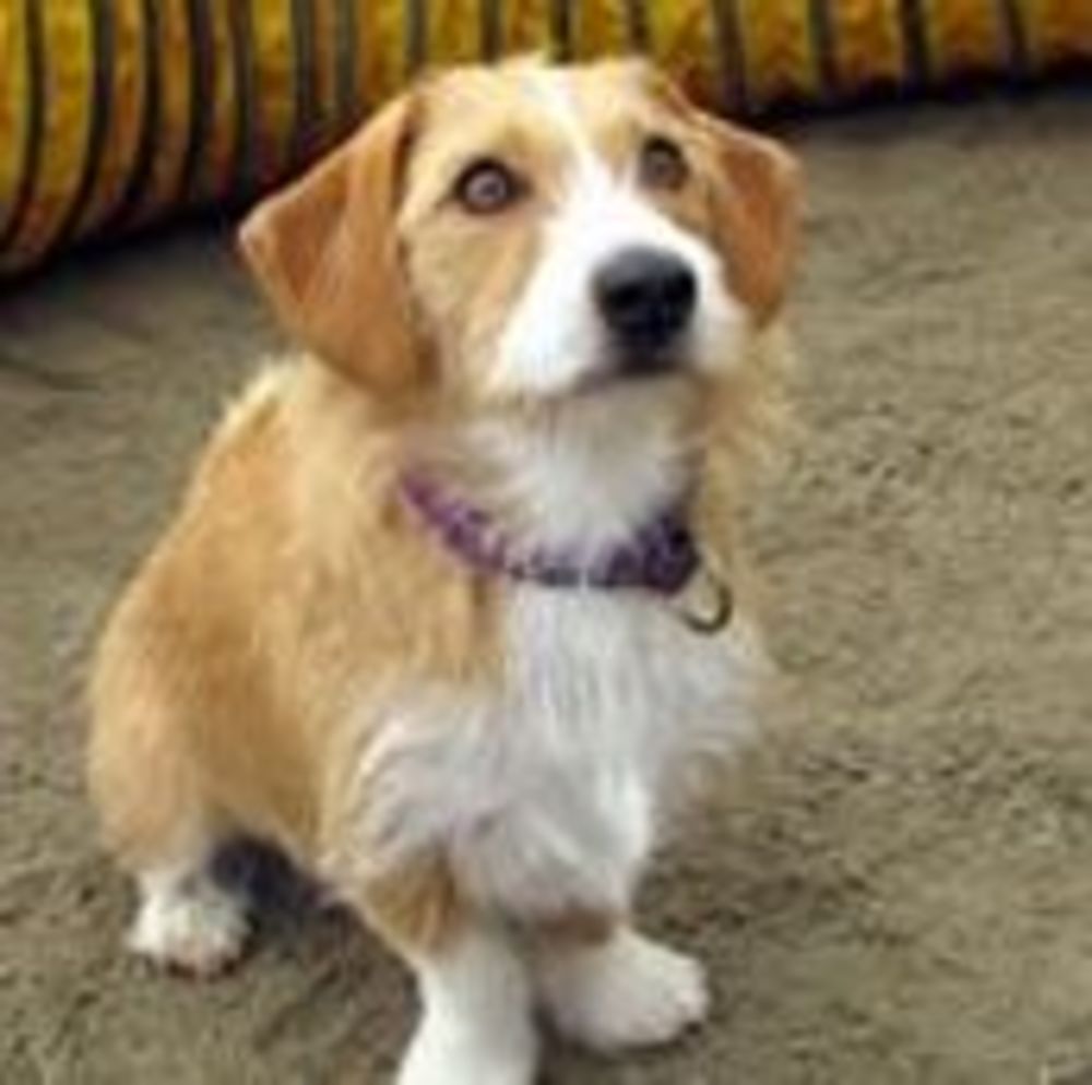 Meet your Posher, Ruby